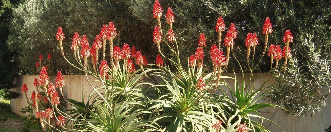 api sui fiori
